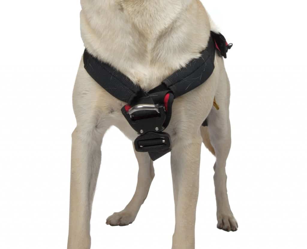 Checkmate Harness and Leash Set – Clearance