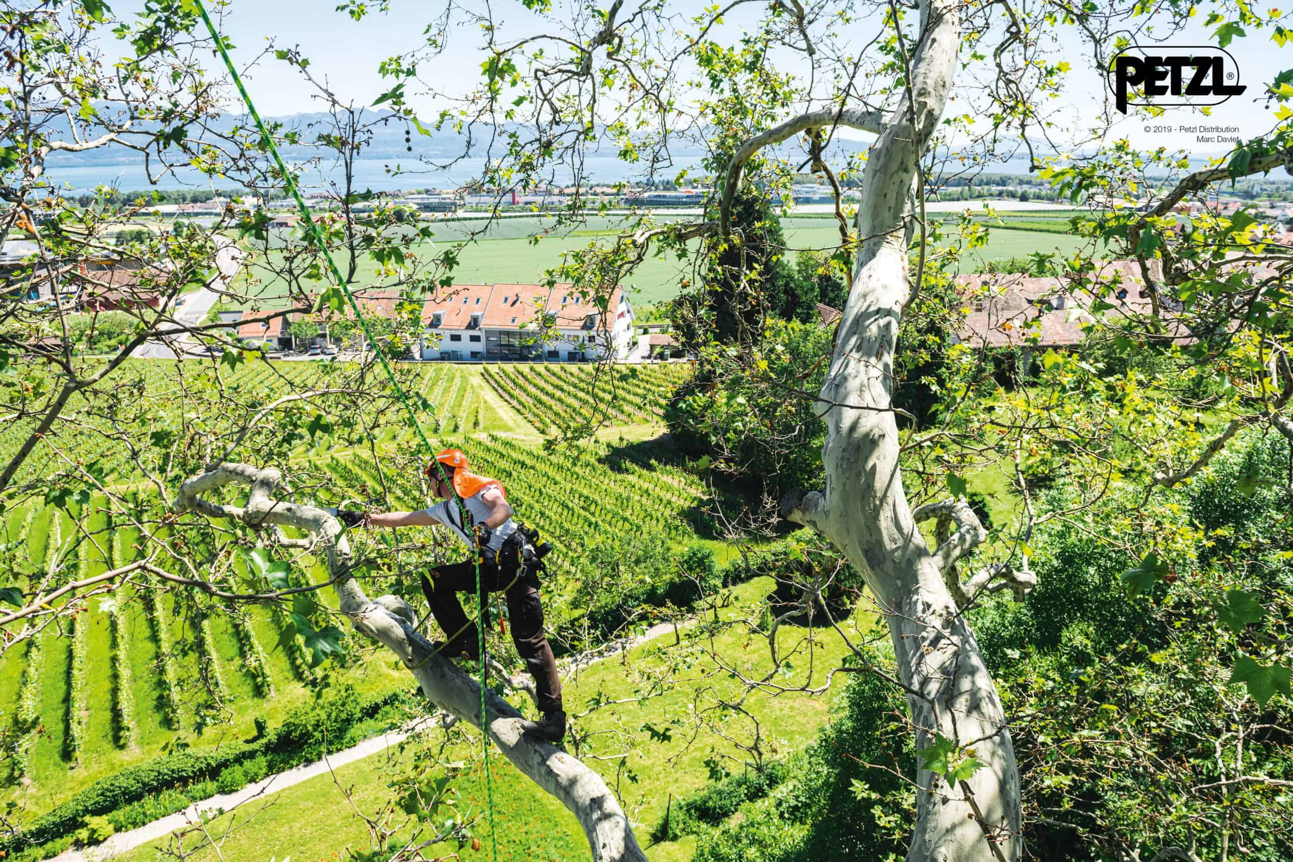 Tree Care